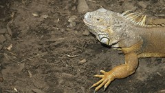 Iguana Reptiles wildlife