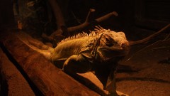 Iguana Wood Reptiles spice sunay