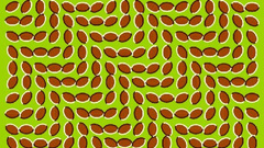 Illusions optical illusions