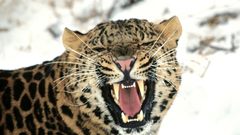 Images hdd forgot Save formatted foolishly