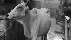India monochrome Cows Delhi Frank Horvat