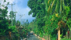 India roads palm trees power lines