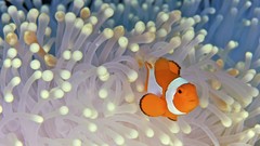 Indonesia false clowns