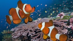 Indonesia pair clownfish