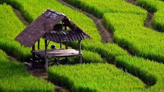 Indonesia rice Villages
