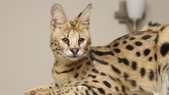 Indoors Animals golden eyes