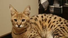 Indoors Animals golden eyes