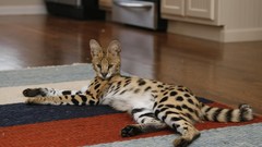 Indoors Animals serval Spotted