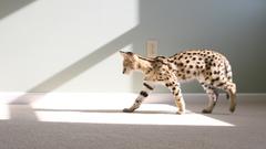 Indoors Animals sunlight carpet