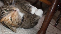 Indoors cats Animals green