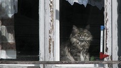 Indoors cats Animals grey