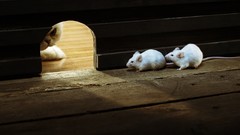 Indoors cats Animals hunter