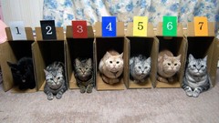 Indoors cats Animals numbers