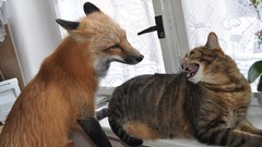 Indoors cats Animals orange