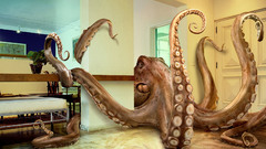 Indoors octopuses