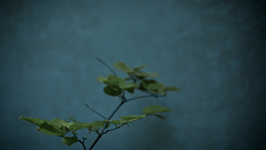 Indoors Plants flower
