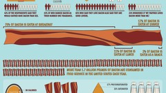 Information bacon infographics