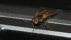 Insect Animals insects fly