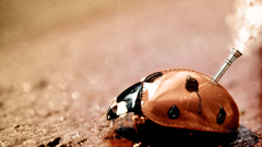 Insect Animals insects ladybirds