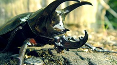 insect Animals nature Bug