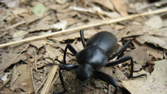 Insect beetle