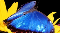 Insect blue butterfly wide