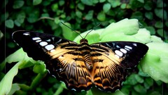 insect butterfly Animals