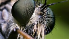 insect butterfly macro Animals