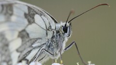 insect butterfly macro Animals nature