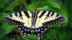 Insect butterfly white and