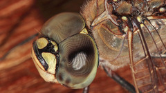 Insect compound eyes fly