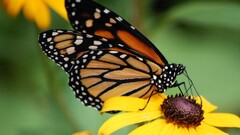 insect Flowers yellow flowers butterfly