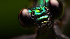 insect macro Animals Green