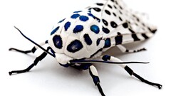 insect macro blurred white Animals moth