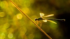 insect nature Green natural light