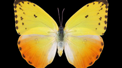 Insect phoebis philea butterfly