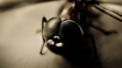 Insects A Bug's Life