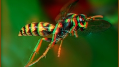 Insects anaglyph bees