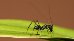 Insects ants