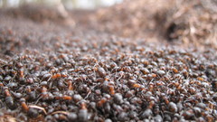 Insects ants