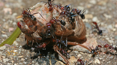 Insects ants cicada insect