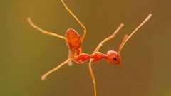 Insects ants dance dancing