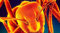 Insects ants macro infrared