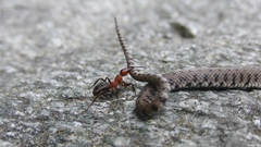 Insects ants snakes