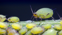 Insects aphids This thread