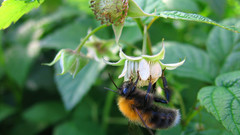 Insects bees api abeilles