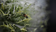 Insects bees depth of