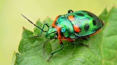 Insects beetle insect