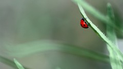 Insects Beetles backgrounds july ladybirds