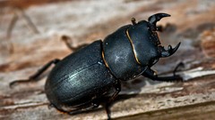 Insects Beetles bugs